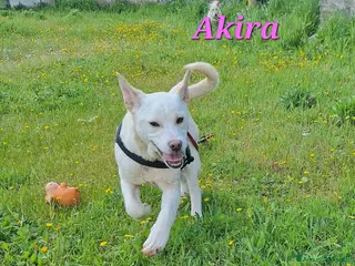 Meticcio cani Akira in adozione - Annuncio 3