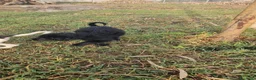Meticcio cani in regalo: Carrie: 2 mesi taglia contenuta  - Annuncio 6