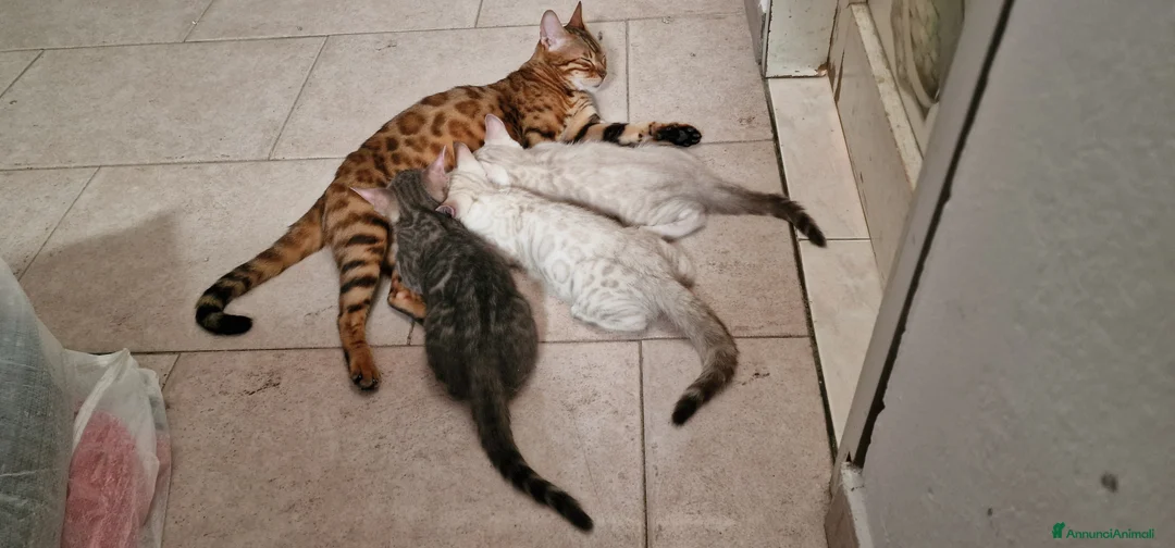 Bengala gatti in vendita: Cuccioli gatto del bengala pedegree TICA - Annuncio 2