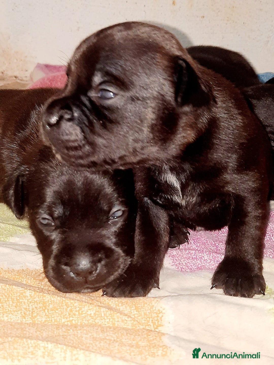 Staffordshire cani in vendita: Staffordshire bull terrier a Città metropolitana di Catania - Immagine 2