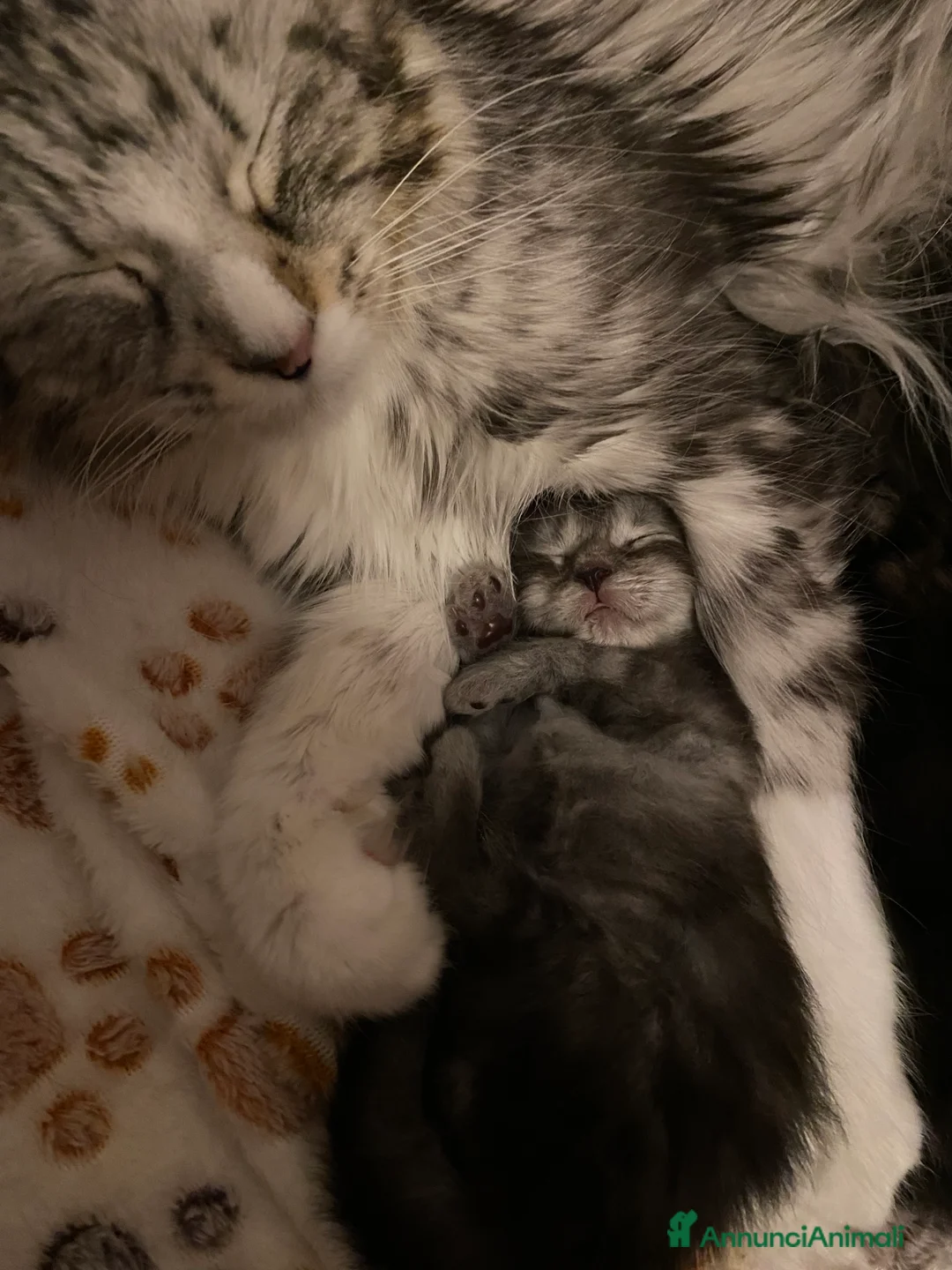 Maine Coon gatti in vendita: Maine Coon  - Annuncio 2