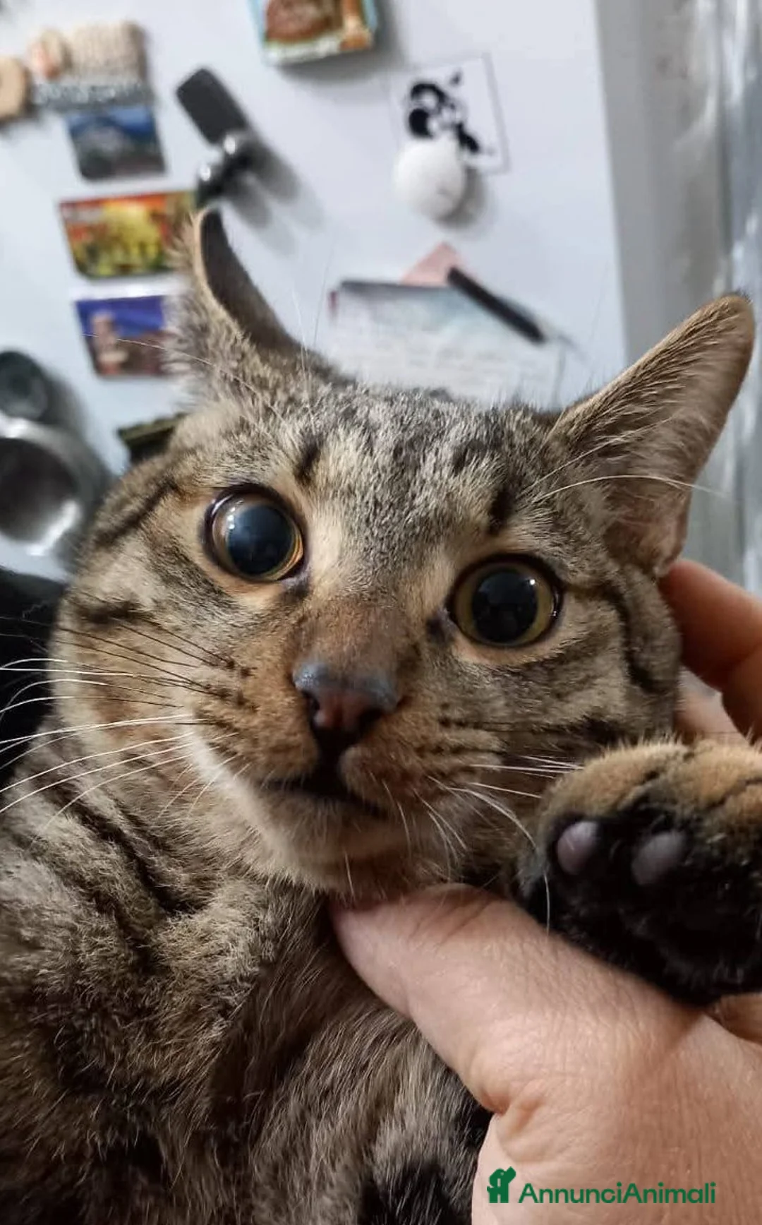 Europeo gatti in regalo: Tenero micino in adozione, TIGRO! - Annuncio 3