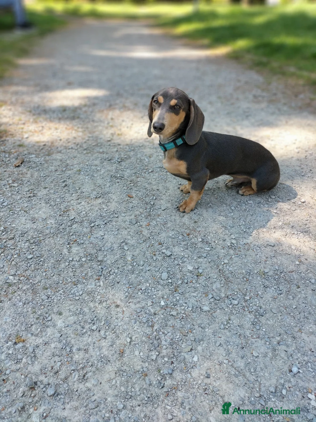Bassotto cani in vendita: Bassotto femmina nero focato - Annuncio 2