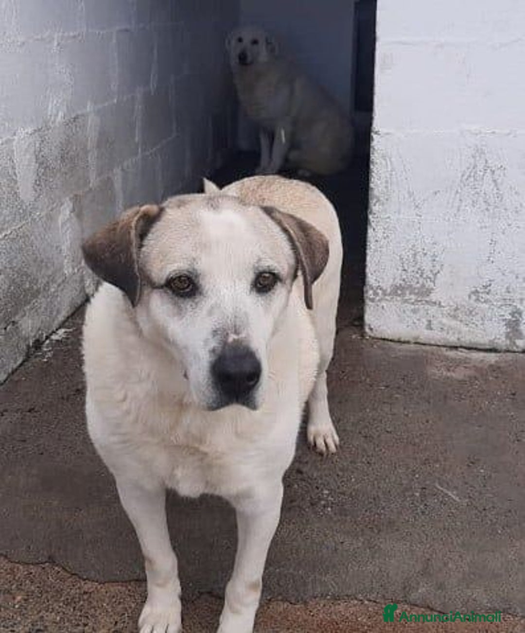 Meticcio cani in regalo: BALDO spera ...ancora - Annuncio 1