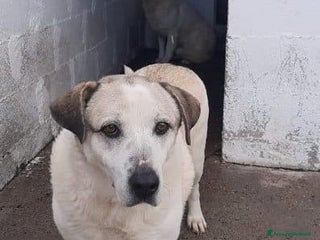 Meticcio cani BALDO spera ...ancora - Annuncio 7