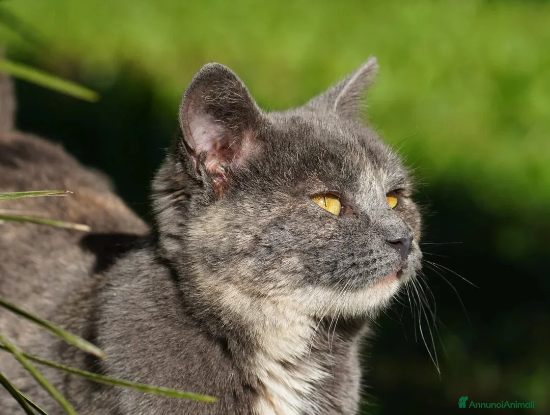Meticcio gatti in regalo: Scheggia, gattina meravigliosa - Annuncio 1