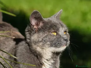 Meticcio gatti Scheggia, gattina meravigliosa - Annuncio 1