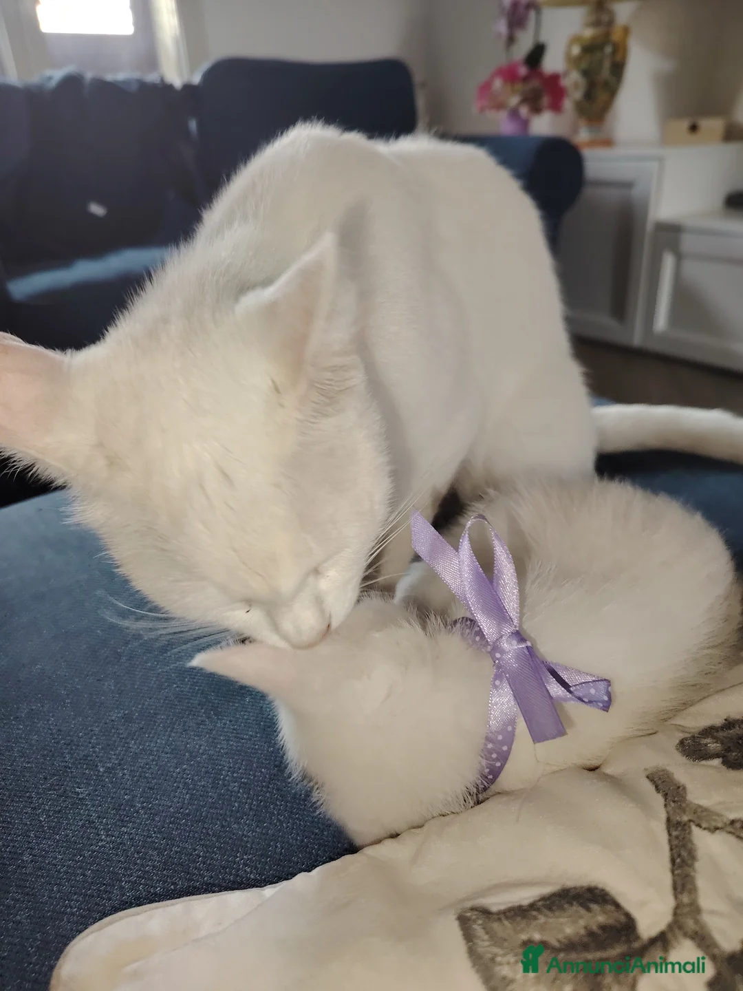 Europeo gatti in regalo: Gattina a Città metropolitana di Catania - Annuncio 2