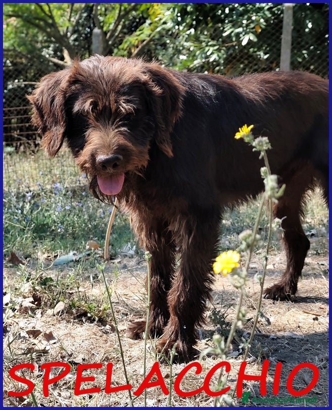 Meticcio cani SPELACCHIO, FERITO NEL CORPO E NELL'ANIMA, MERITA  - Annuncio 4