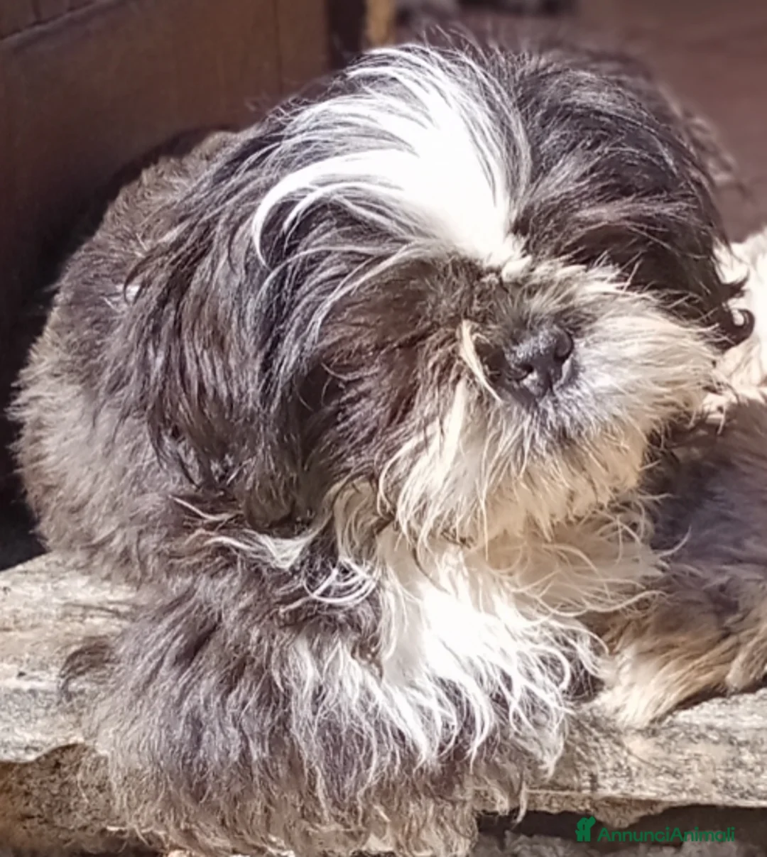 Shih Tzu cani in vendita: Splendido cucciolo di Shitzu - Annuncio 2