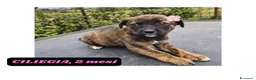 Meticcio cani in regalo: 12cuccioli 2mesi AIUTATEMI A SISTEMARLI! CATANIA  - Annuncio 6
