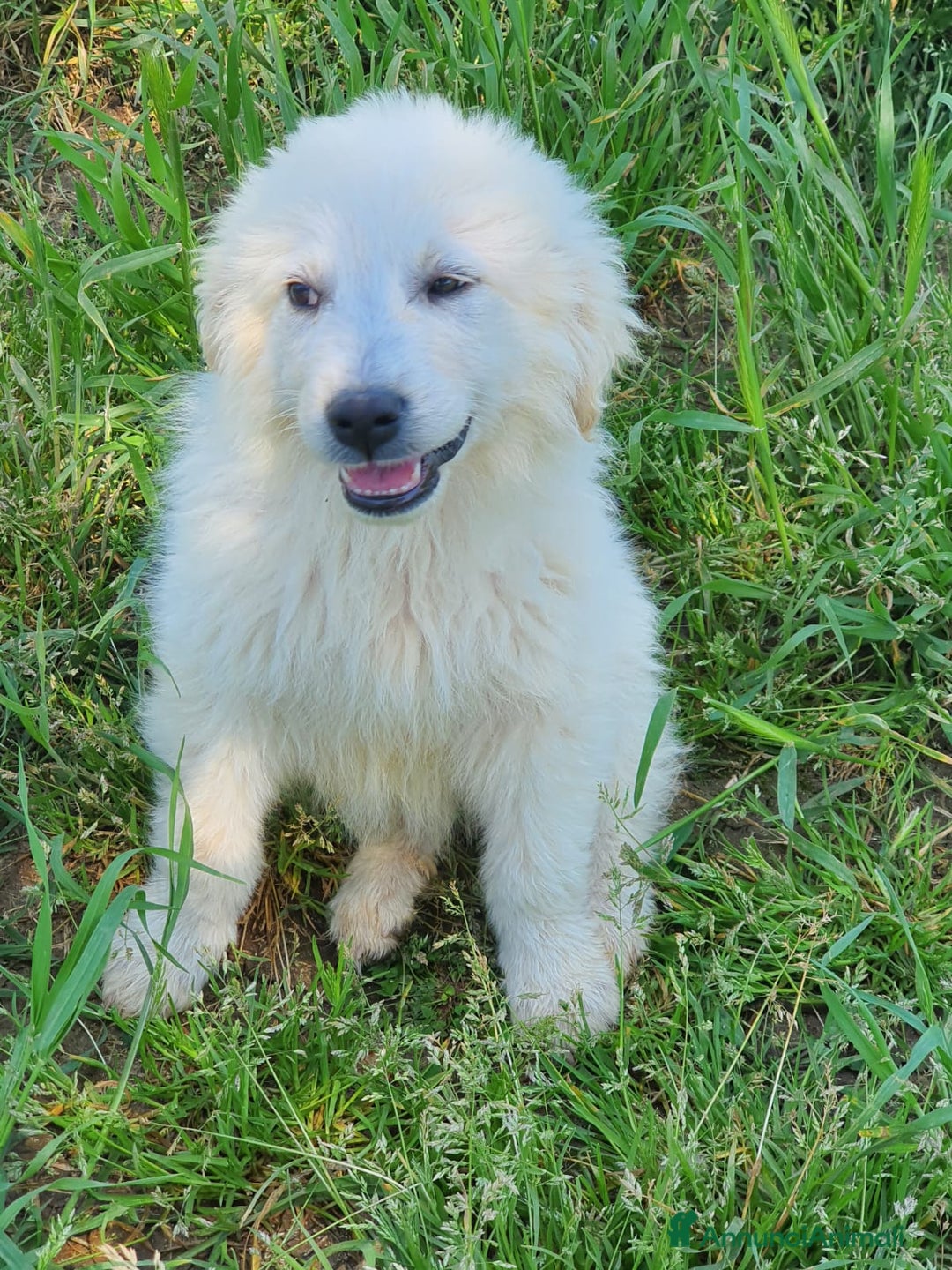 Pastore Maremmano cani in regalo: Meravigliosi maremmanini  a Provincia di Viterbo - Immagine 2