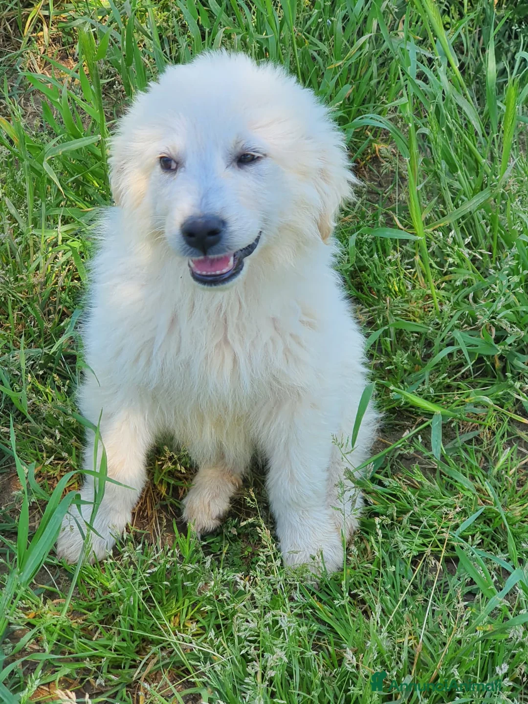 Pastore Maremmano cani in regalo: Meravigliosi maremmanini  a Provincia di Viterbo - Annuncio 2