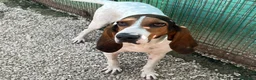 Meticcio cani in regalo: ADOTTA LA magnifica PENELOPE - Annuncio 1