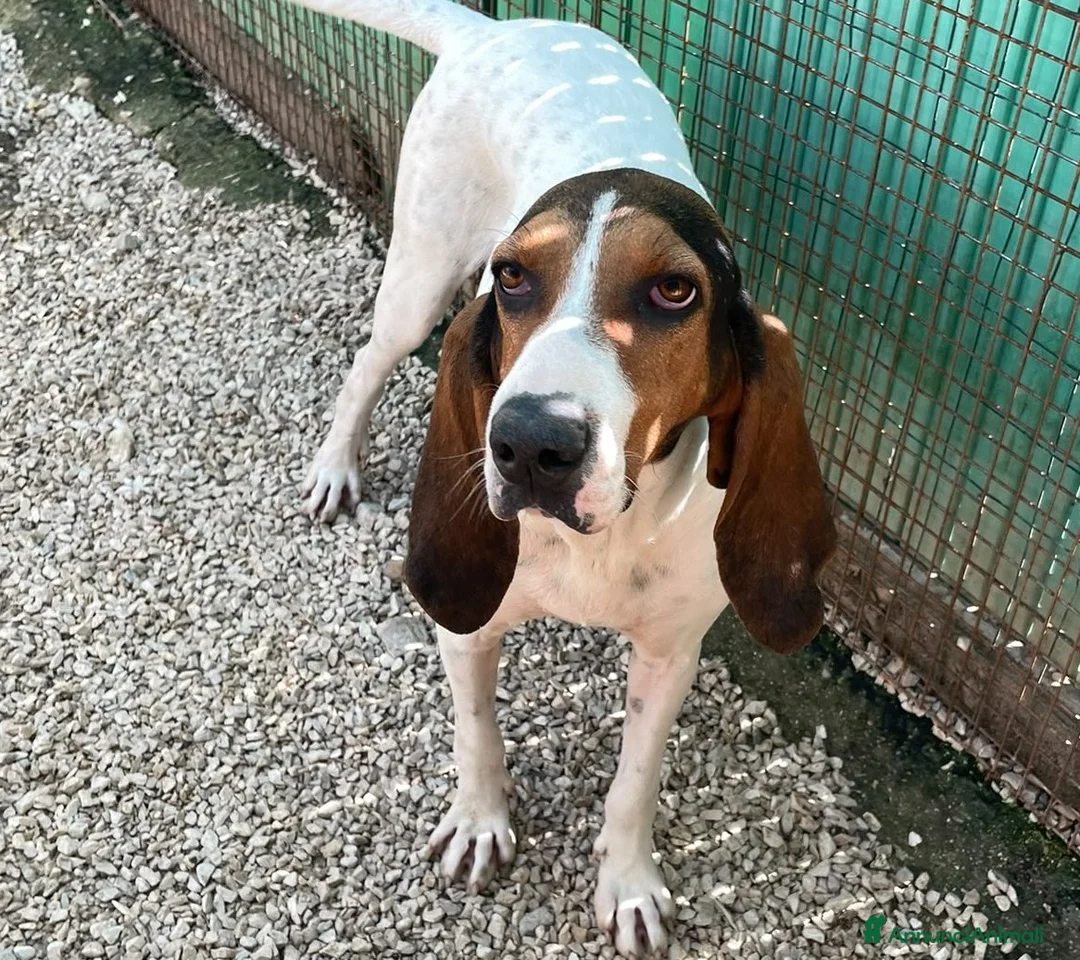 Meticcio cani in regalo: ADOTTA LA magnifica PENELOPE - Annuncio 1