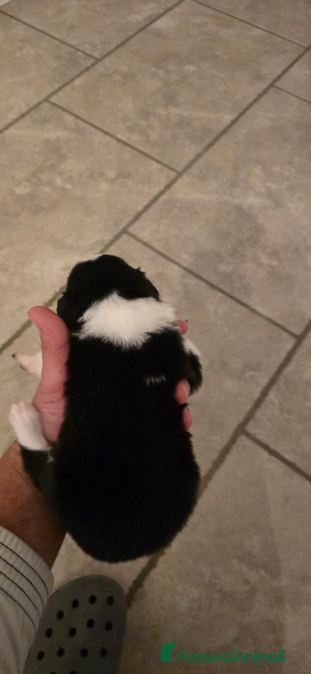 Border Collie cani in vendita: Cuccioli di border collie  - Annuncio 9