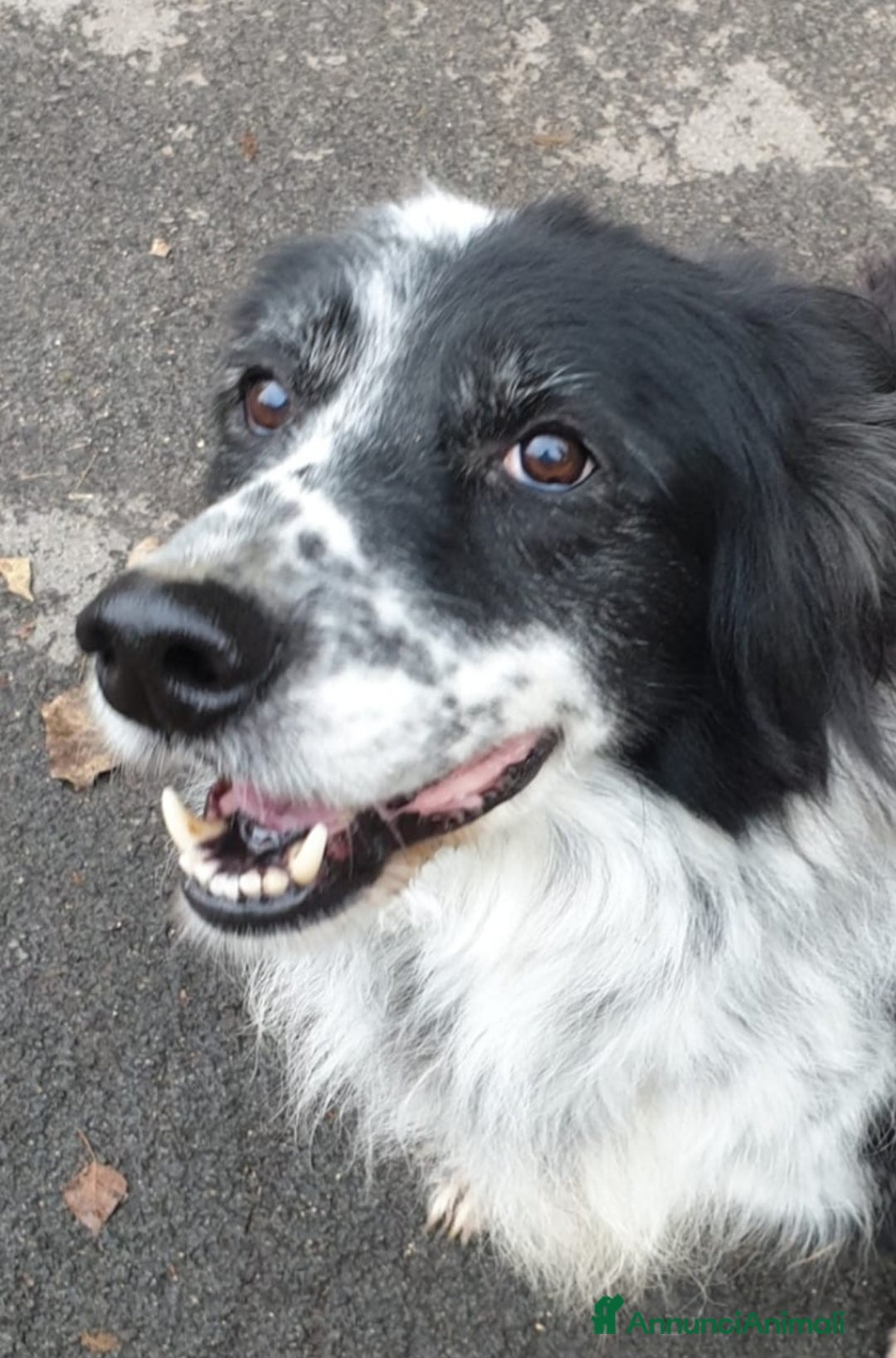 Meticcio cani in regalo: 2fratelli classe 2012, x 10anni in 1lager.ROMA a Città metropolitana di Milano - Annuncio 3