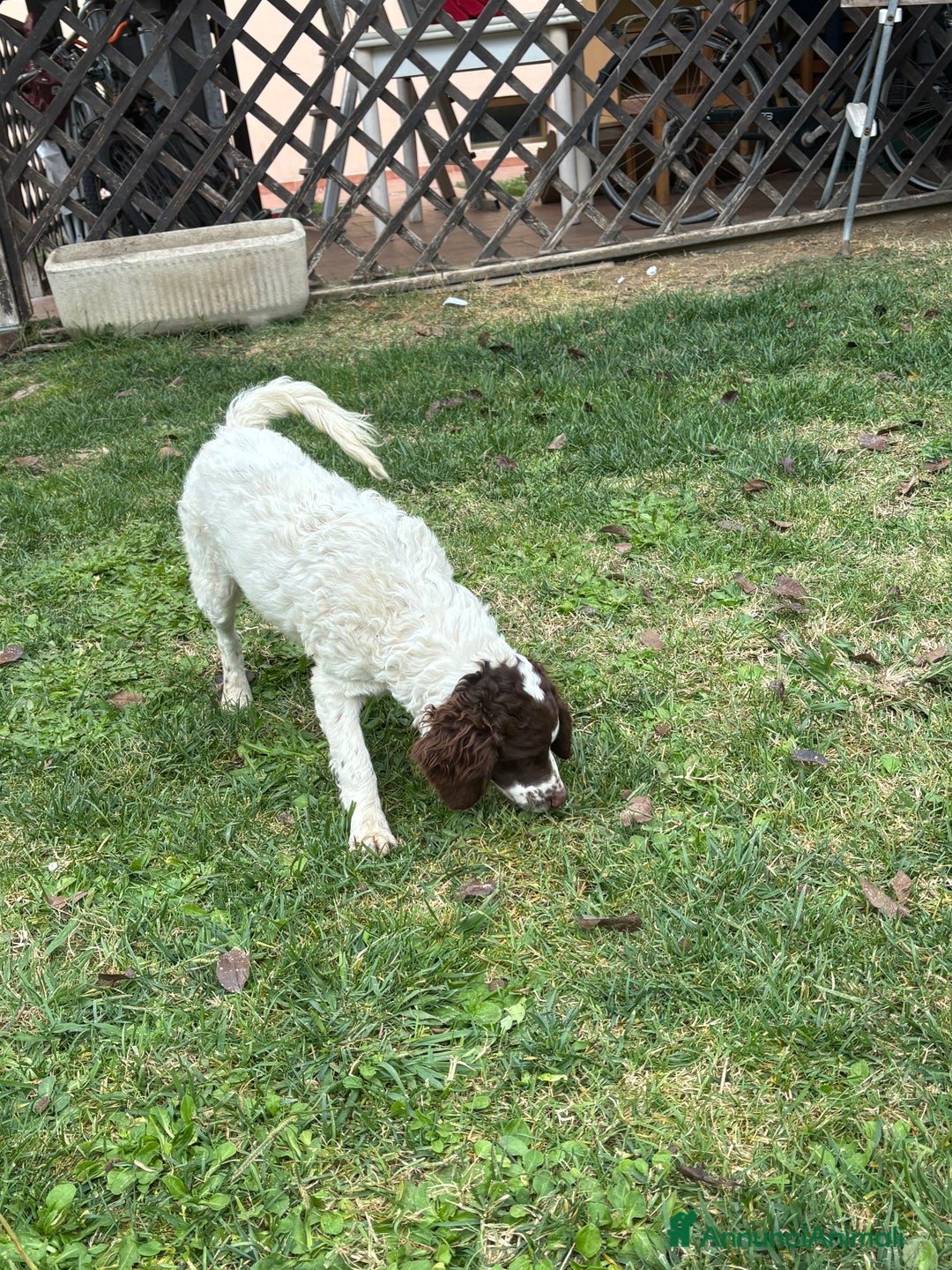 Meticcio cani in vendita: Vendita cani da tartufi  - Annuncio 7