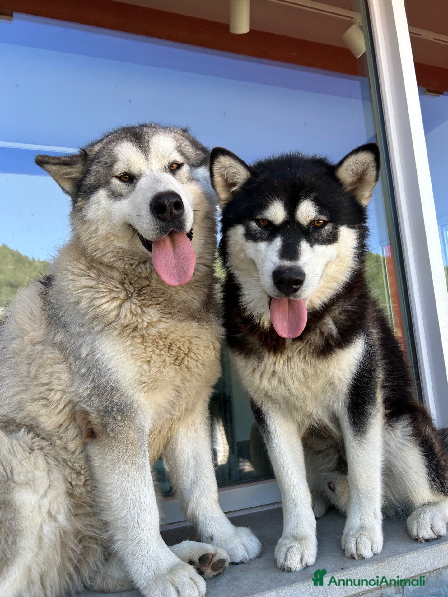 Alaskan Malamute cani Splendidi cuccioli di Alaskan Malamute  - Annuncio 1