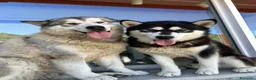 Alaskan Malamute cani in vendita: Splendidi cuccioli di Alaskan Malamute  - Annuncio 1