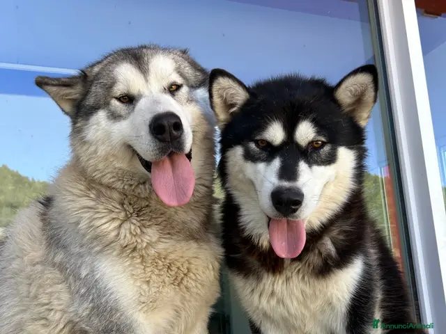 Alaskan Malamute cani in vendita: Splendidi cuccioli di Alaskan Malamute - Annuncio 1
