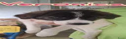 Meticcio cani in regalo: 5 meravigliosi cuccioli tg grande a Provincia di Lucca - Annuncio 2