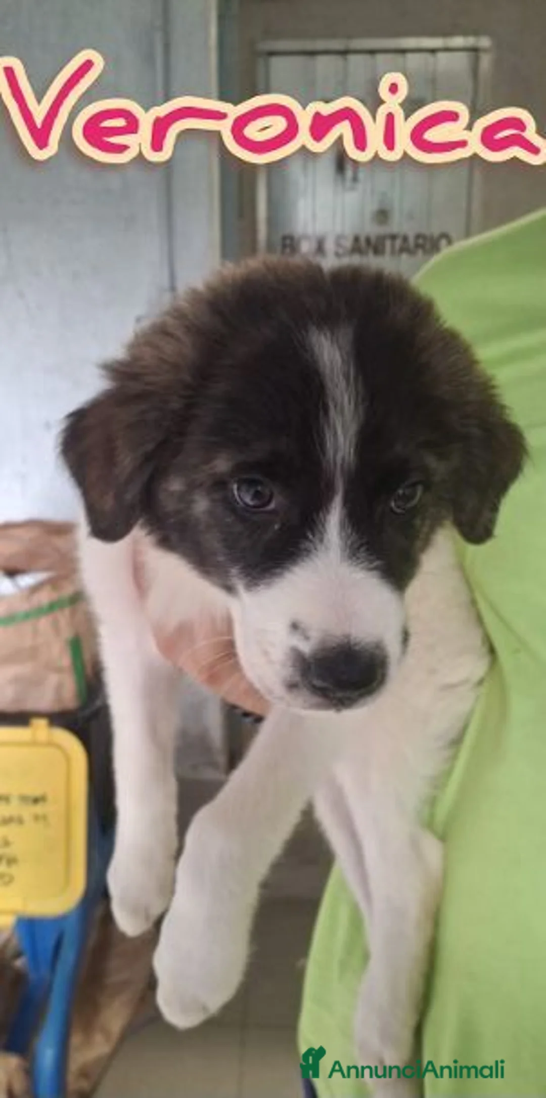 Meticcio cani in regalo: 5 meravigliosi cuccioli tg grande a Provincia di Lucca - Annuncio 2