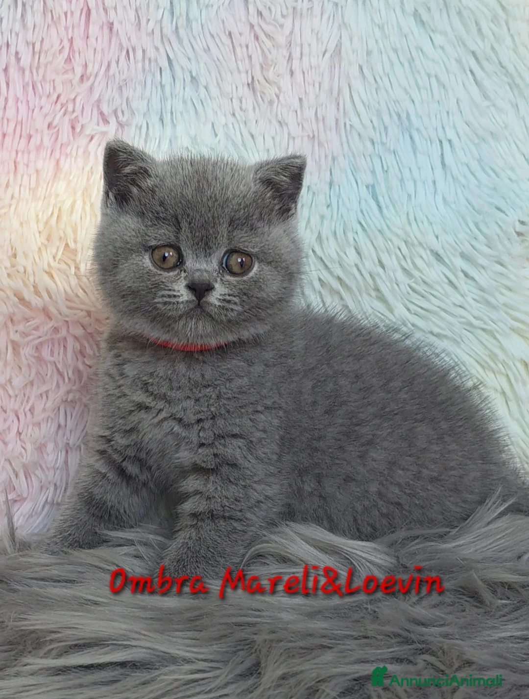 British gatti in vendita: British shorthair femmine - Annuncio 12