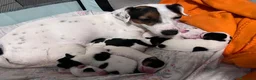 Jack Russell cani in vendita: ultima cucciola - Annuncio 1