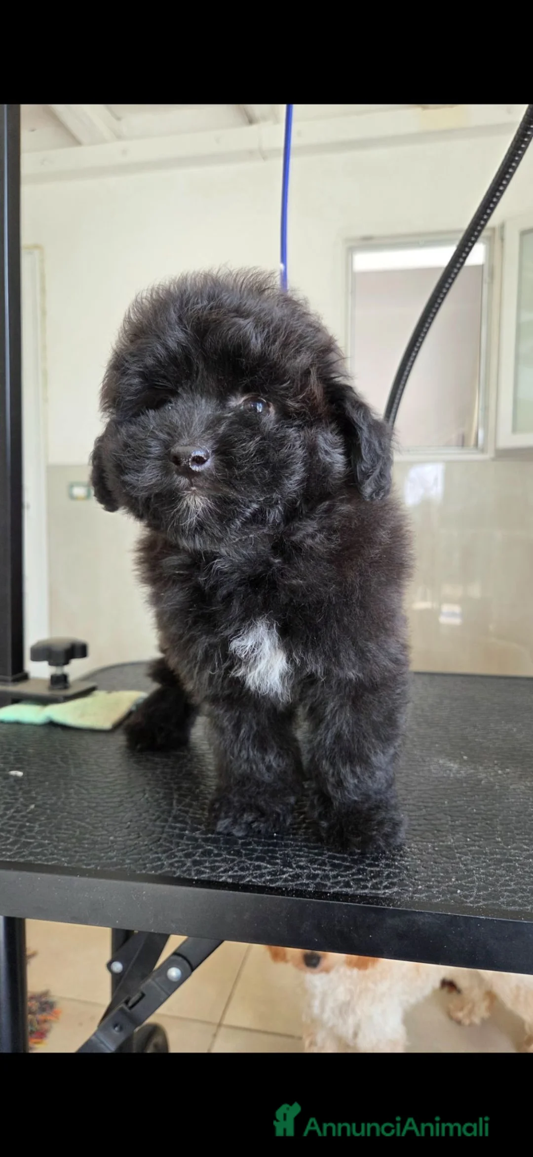 Meticcio cani in vendita: Pamapoo - Annuncio 7