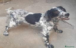 Setter Inglese cani in regalo: SETTERINA PERLA - Immagine 5