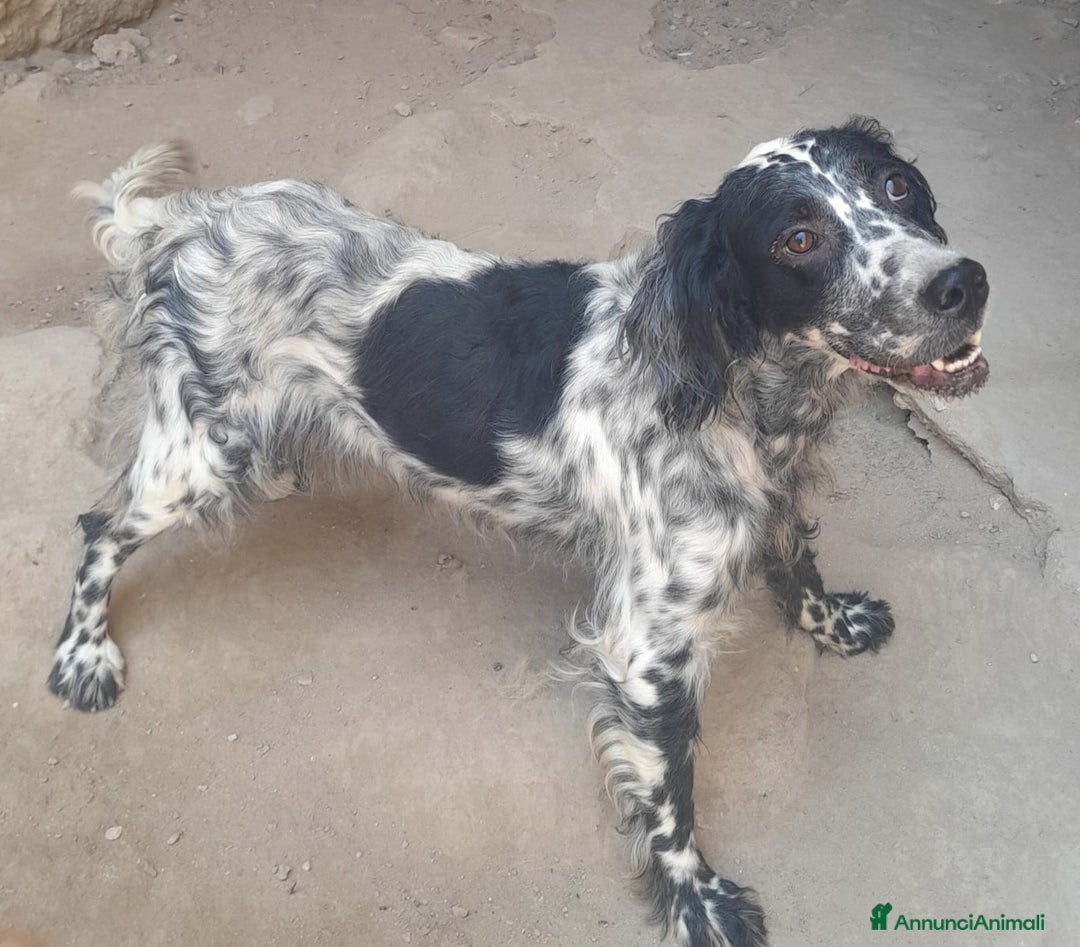 Setter Inglese cani in regalo: SETTERINA PERLA - Immagine 5