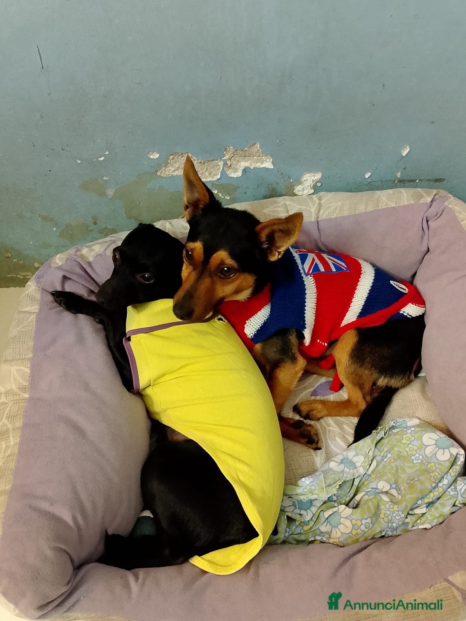 Pinscher Tedesco cani Mini cagnolini cercano adozione di coppia  - Annuncio 6