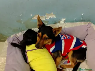 Pinscher Tedesco cani Mini cagnolini cercano adozione di coppia - Annuncio 6