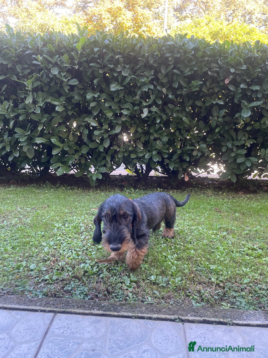 Bassotto cani in vendita: Cuccioli di bassotto a pelo duro - Annuncio 2
