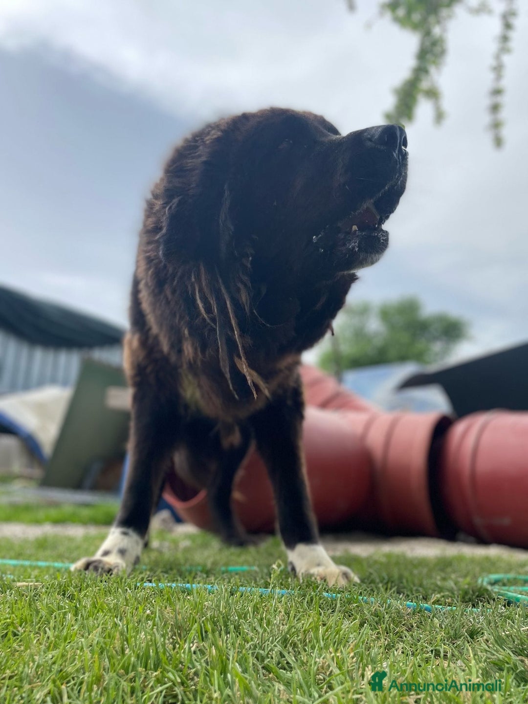 Terranova cani in regalo: LETTERA A ZENO  - Annuncio 4