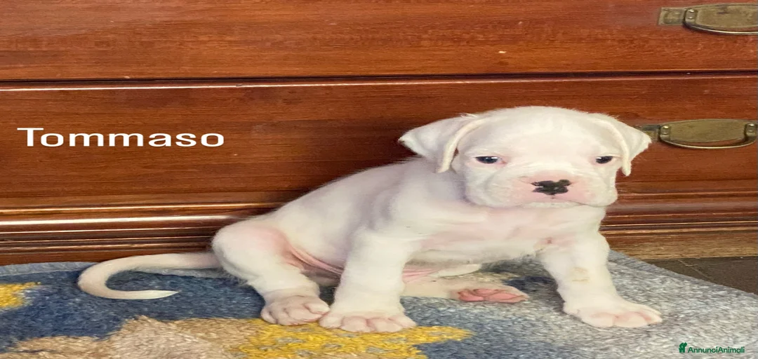 Immagine della galleria {{count}}