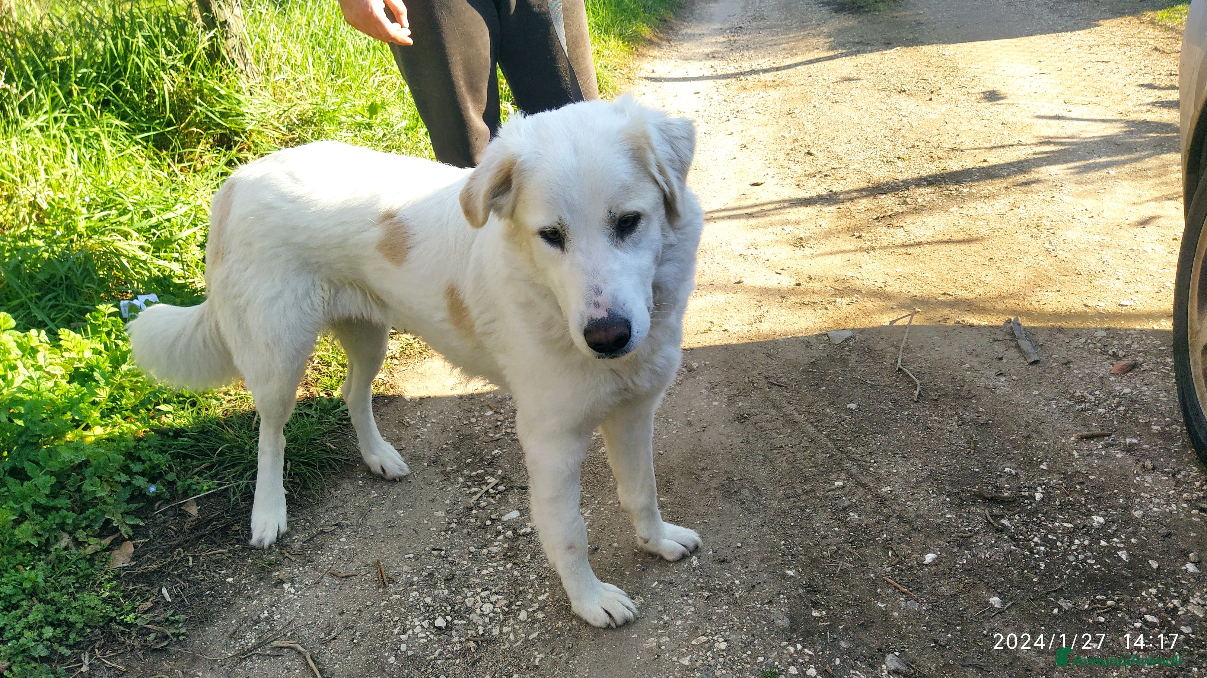 Pastore Maremmano cani Meravigliosa Delia a Provincia di Viterbo - Annuncio 13