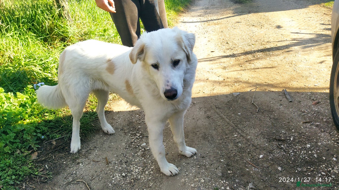 Pastore Maremmano cani in regalo: Meravigliosa Delia a Provincia di Viterbo - Annuncio 1