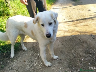 Pastore Maremmano cani Meravigliosa Delia a Provincia di Viterbo - Annuncio 7