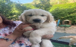 Golden Retriever cani in vendita: Cuccioli di Gold Retriever con pedigree  - Immagine 4