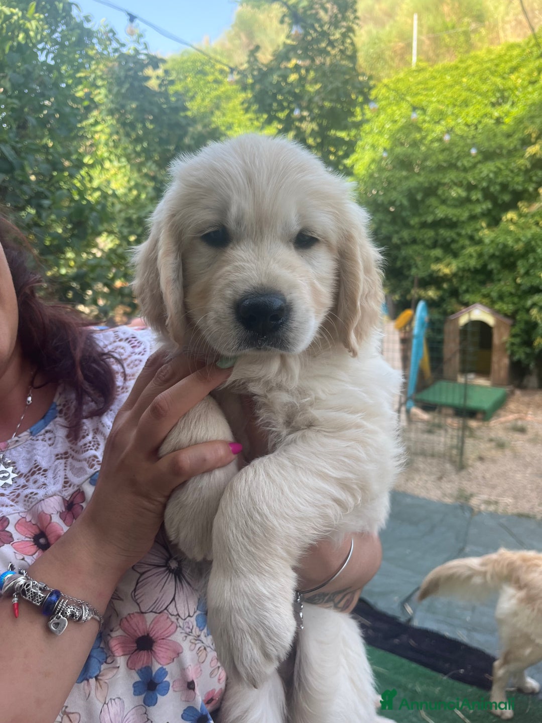 Golden Retriever cani in vendita: Cuccioli di Gold Retriever con pedigree  - Immagine 4