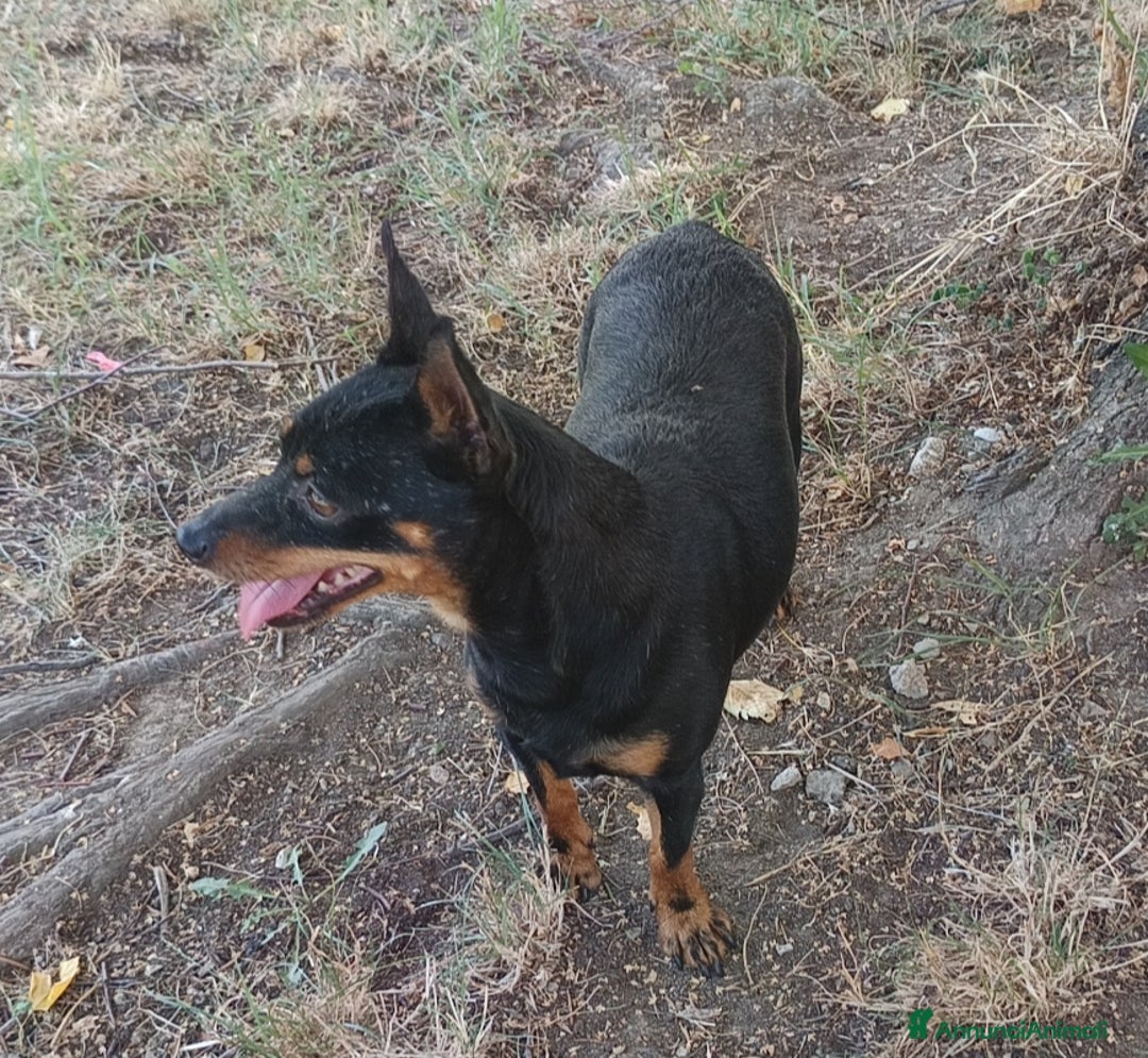 Pinscher Miniatura cani in regalo: Pinscher femmina di 6 anni  - Annuncio 2