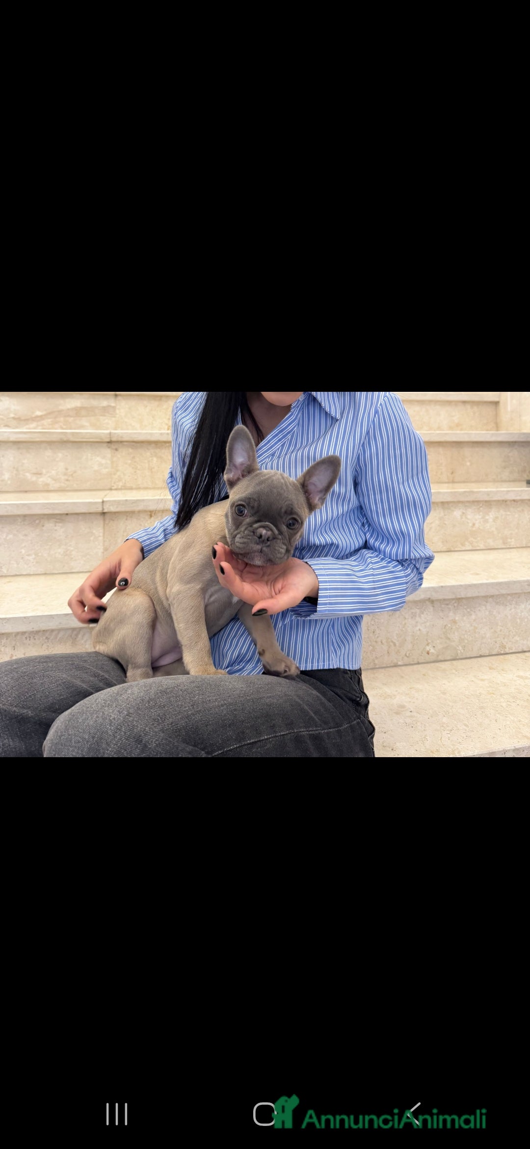 Bulldog Francese cani in vendita: Bulldog francese esotico - Annuncio 3