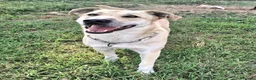Meticcio cani in regalo: Eddy 3 anni Taglia grande  a Città metropolitana di Palermo - Annuncio 3