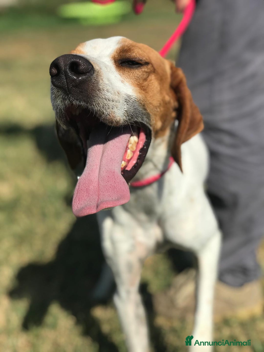Meticcio cani in regalo: PUCK, bretoncino bianco/arancio - in adozione a Provincia di Latina - Annuncio 6