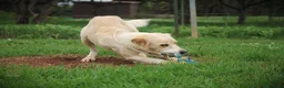 Meticcio cani in regalo: 🍃Iris la piccola esploratrice dal cuore libero - Annuncio 6