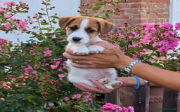 Jack Russell cani in vendita: Cucciolo broken jackrussell terrier a Provincia di Alessandria - Immagine 6
