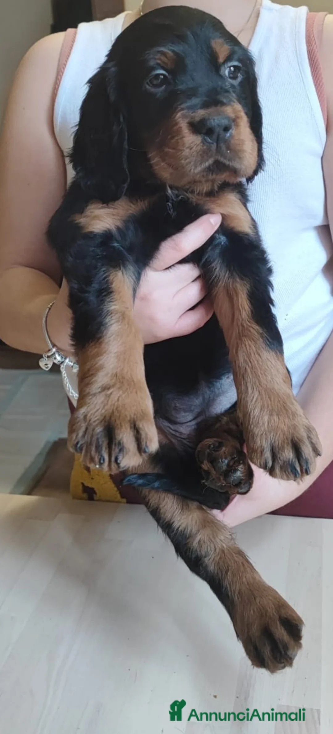 Setter Gordon cani in vendita: Setter Gordon  - Annuncio 15