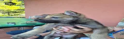 Lupo Cecoslovacco cani in vendita: Cuccioli cane lupo cecoslovacco  - Annuncio 2
